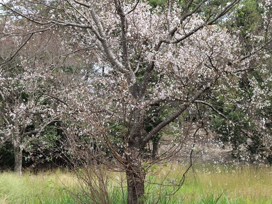 f:id:ushidama:20191012111152j:plain