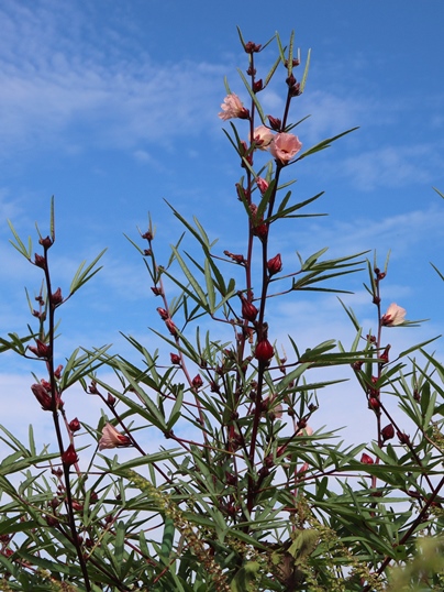 f:id:ushidama:20191028065027j:plain