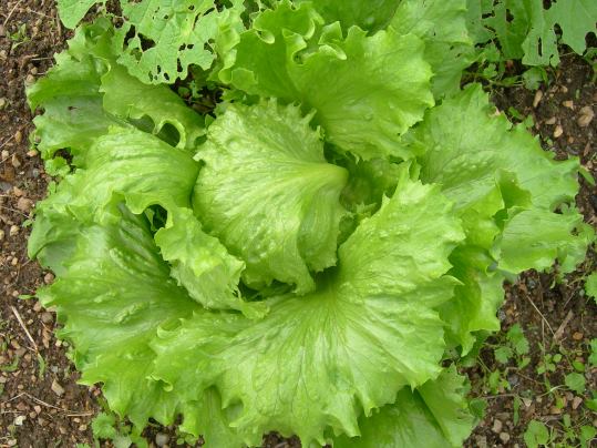 f:id:ushidama:20191029084003j:plain