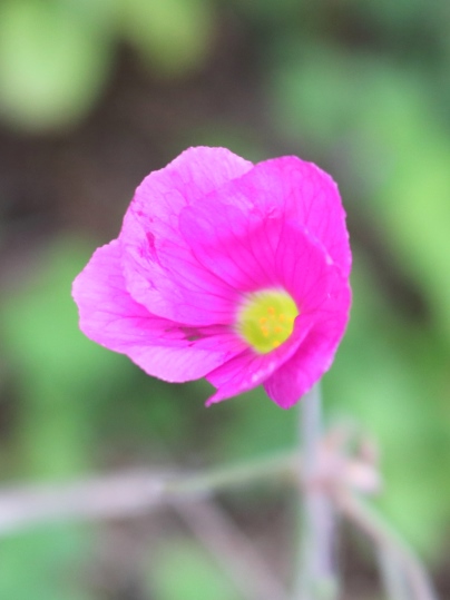 f:id:ushidama:20191104092331j:plain