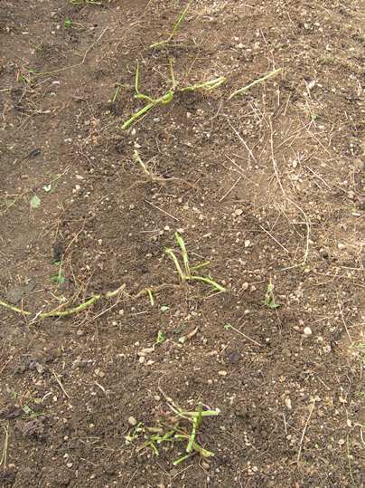 f:id:ushidama:20191105182204j:plain