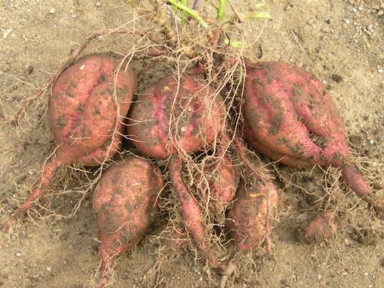 f:id:ushidama:20191105182325j:plain