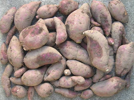 f:id:ushidama:20191105182510j:plain