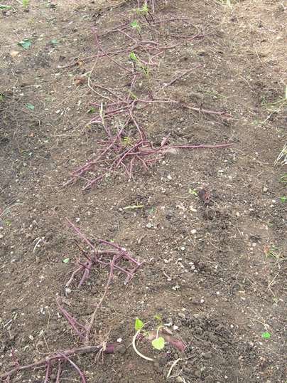 f:id:ushidama:20191105182557j:plain