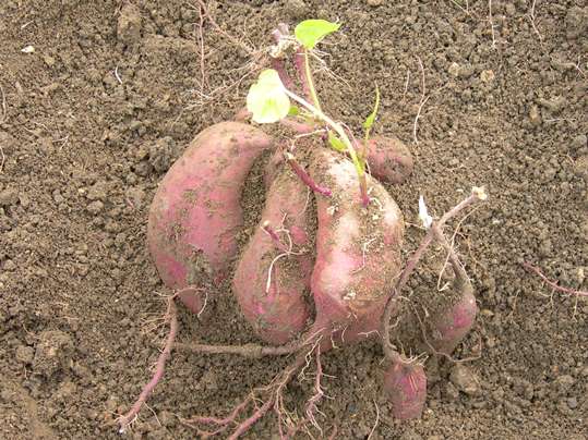 f:id:ushidama:20191105182635j:plain