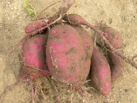 f:id:ushidama:20191105182716j:plain