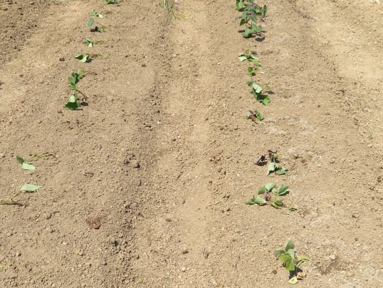 f:id:ushidama:20191105182821j:plain