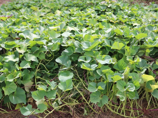 f:id:ushidama:20191105183051j:plain