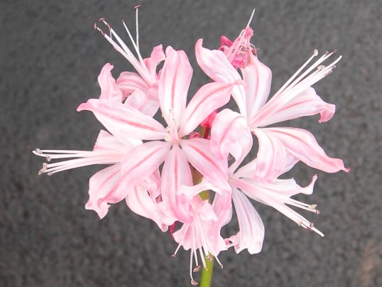 f:id:ushidama:20191112053031j:plain