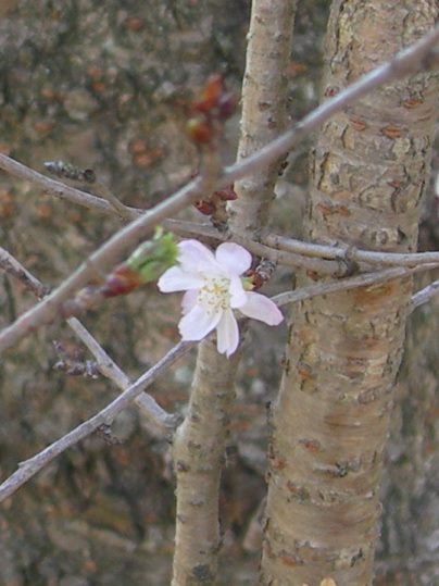 f:id:ushidama:20191120075436j:plain