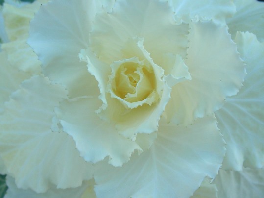 f:id:ushidama:20191203082449j:plain