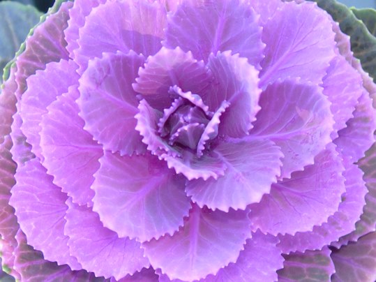 f:id:ushidama:20191203083000j:plain