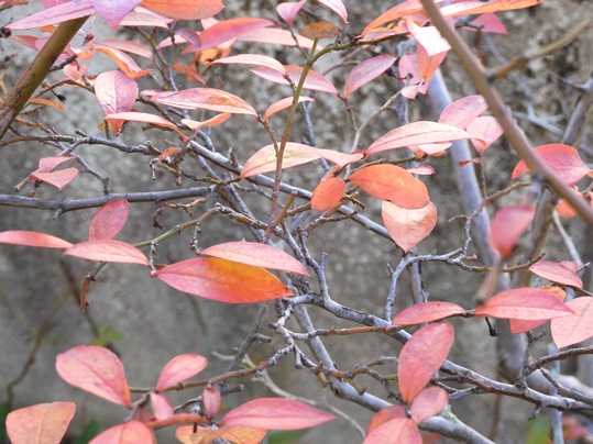 f:id:ushidama:20191216121714j:plain