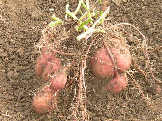 ひげ根型野菜 Ushidama Farm
