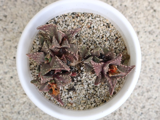 f:id:ushidama:20191221105151j:plain f:id:ushidama:20191221105151j:plain