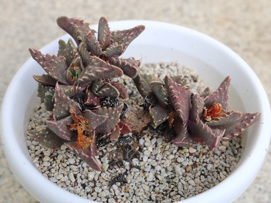 f:id:ushidama:20191221105206j:plain f:id:ushidama:20191221105206j:plain