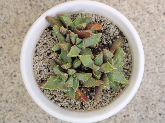 f:id:ushidama:20191221105404j:plain f:id:ushidama:20191221105404j:plain