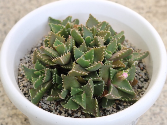 f:id:ushidama:20191221105621j:plain f:id:ushidama:20191221105621j:plain