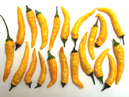 黄金唐辛子 Ushidama Farm