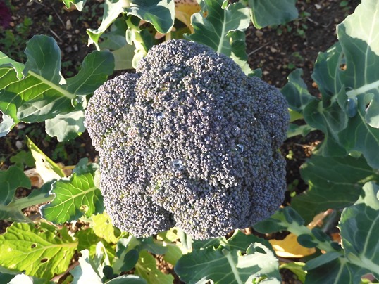 ブロッコリー キャベツの収穫 Ushidama Farm