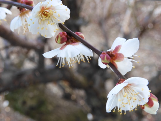 f:id:ushidama:20200130064822j:plain