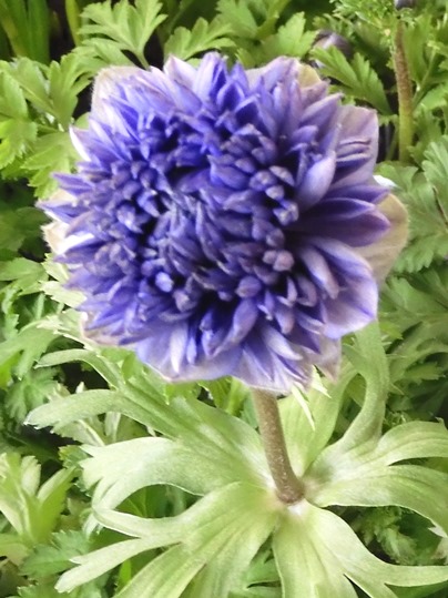 f:id:ushidama:20200208102439j:plain