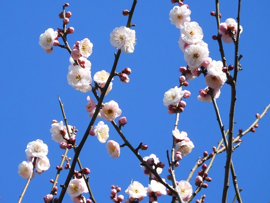 f:id:ushidama:20200212064923j:plain f:id:ushidama:20200212064923j:plain