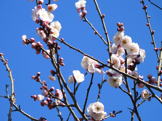 f:id:ushidama:20200212064940j:plain f:id:ushidama:20200212064940j:plain