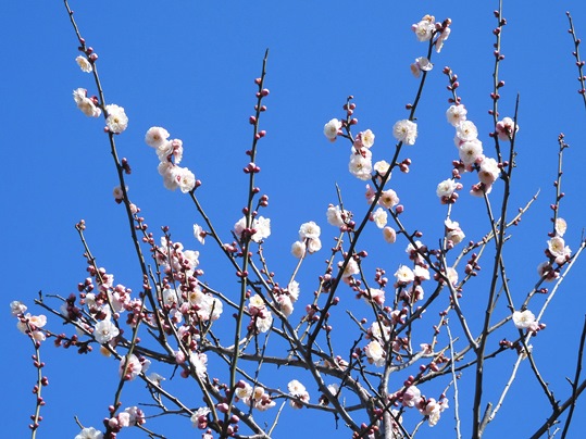 f:id:ushidama:20200212064955j:plain f:id:ushidama:20200212064955j:plain