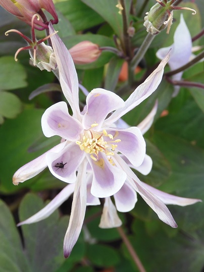 f:id:ushidama:20200216054939j:plain