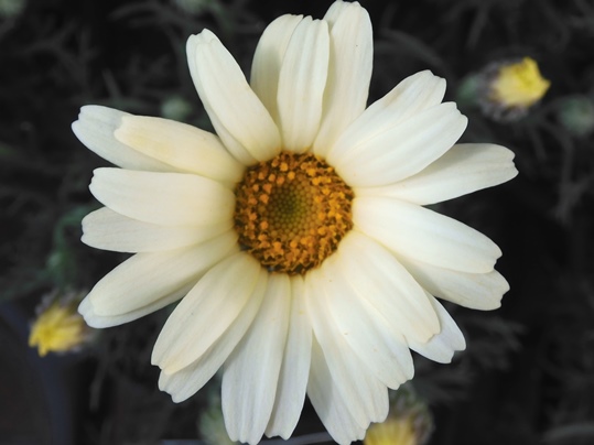 f:id:ushidama:20200224140313j:plain