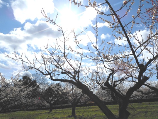 f:id:ushidama:20200225061230j:plain