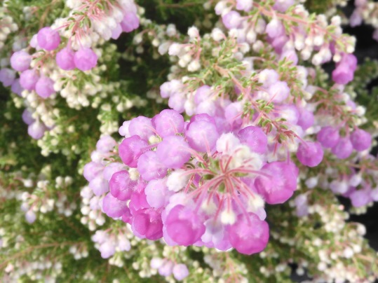 f:id:ushidama:20200226124346j:plain