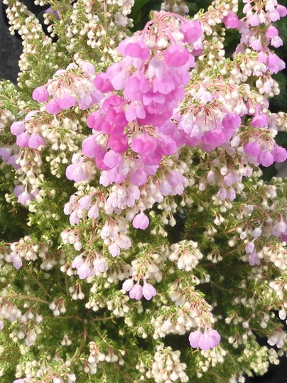 f:id:ushidama:20200226124409j:plain