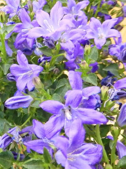 f:id:ushidama:20200226124802j:plain