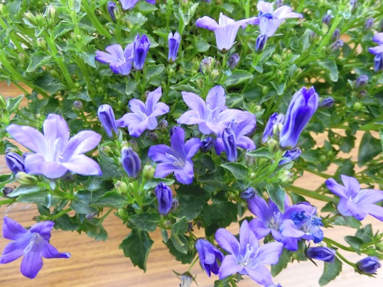 f:id:ushidama:20200226124821j:plain