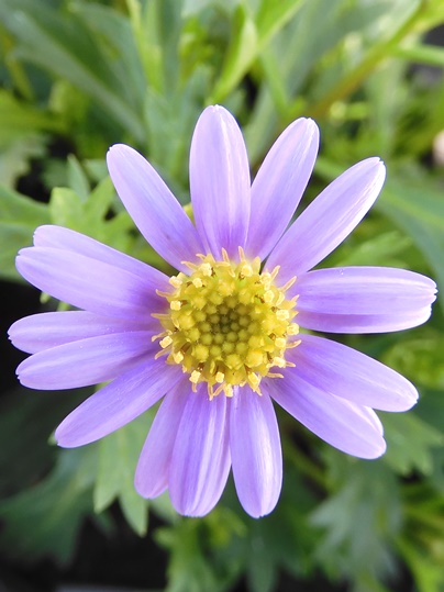 f:id:ushidama:20200301124054j:plain