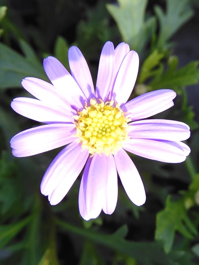 f:id:ushidama:20200301124103j:plain