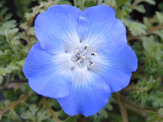 f:id:ushidama:20200301124240j:plain