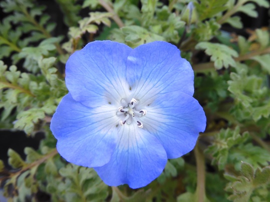 f:id:ushidama:20200301124301j:plain