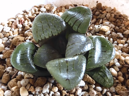 トロピカルナイト　極太葉　スプリングボクブラケンシス　極上品　ハオルチア トロピカルナイト スプリングボクブラケンシス 良株美株 ハオルチア 多肉