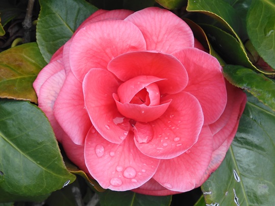 f:id:ushidama:20200314150618j:plain f:id:ushidama:20200314150618j:plain