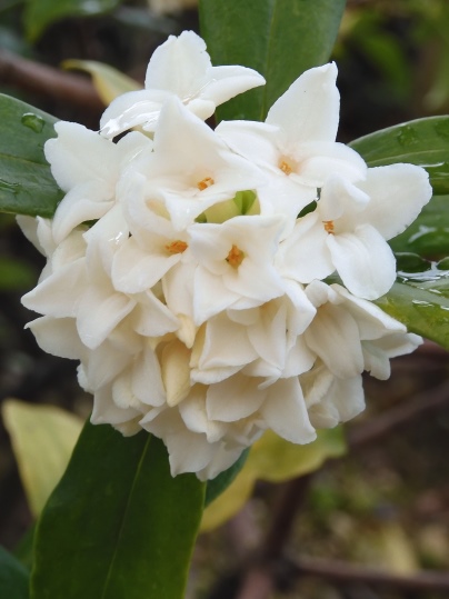 f:id:ushidama:20200314150751j:plain f:id:ushidama:20200314150751j:plain