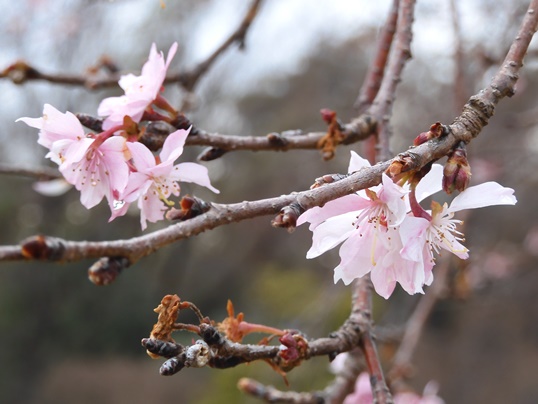 f:id:ushidama:20200314153217j:plain f:id:ushidama:20200314153217j:plain
