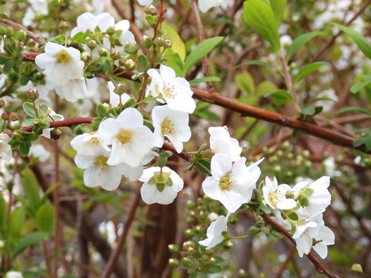 f:id:ushidama:20200314155032j:plain f:id:ushidama:20200314155032j:plain