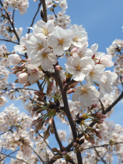 f:id:ushidama:20200405052728j:plain