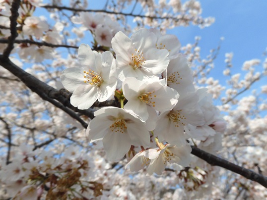 f:id:ushidama:20200405052837j:plain