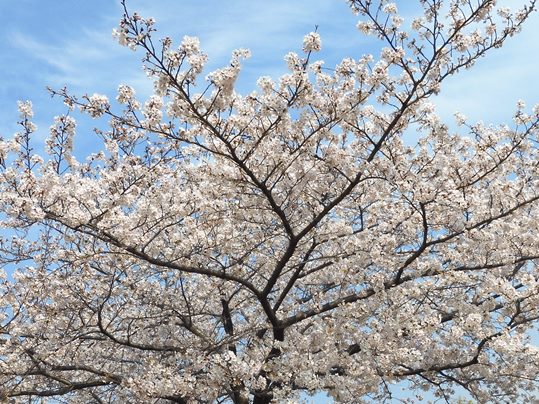f:id:ushidama:20200405052856j:plain