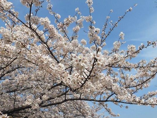 f:id:ushidama:20200405052911j:plain