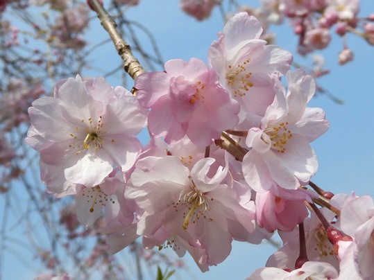f:id:ushidama:20200405053021j:plain